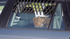 Grilaj Plastic pentru Geam Auto 30-110 cm Negru 13102