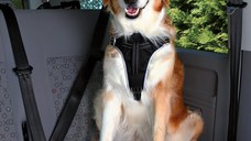 Ham si Centura Auto Caini M 50-65 cmcm/20 mm Negru 12856