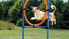 Jucarie Agility Ring 65 cm 3208