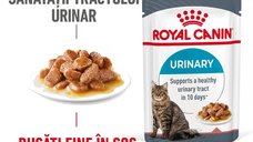 Royal Canin Urinary Care Adult hrana umeda pisica, sanatatea tractului urinar (in sos), 12 x 85 g
