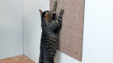 Sisal XL 50x70 cm Bej 43166