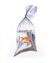 Tetra Pungi Pesti Mari - 1