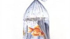 Tetra Pungi Pesti Mari