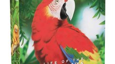 Life of Amazonia Retail