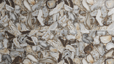 Gresie portelanata rectificata Oyster Green  60X60  lucioasa