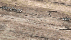 Parchet laminat Queen Sakura Green 12.3 mm  clasa 22  AC2  maro