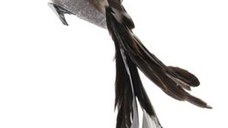 Decoratiune Deko Senso Feather Bird 25cm maro