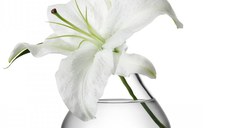 Vaza LSA International Flower Sprig h11cm