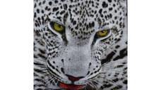 Covor Kolibri Leopard, 160x230 cm