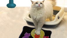 Covoras litiera Kdkafa0107 Multicolor 40x50 cm