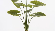 Planta decorativa cu ghiveci Alocasia Verde 90x90x120 cm