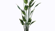 Planta decorativa cu ghiveci Lucky Verde 80x80x210 cm