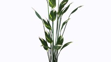 Planta decorativa cu ghiveci Lucky Verde 80x80x210 cm