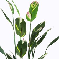 Planta decorativa cu ghiveci Lucky Verde 80x80x210 cm - 2