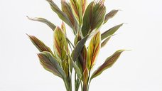Planta decorativa Cycas Verde cu ghiveci - 55x55x80 cm