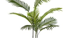 Planta decorativa de gradina Areca Pako World Negru 80x80x80 cm