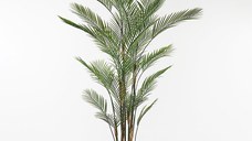 Planta decorativa Kwai Verde 125x125x180 cm