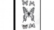 Poster - Butterfly Collection IV, cu Ramă neagră, 40x60 cm
