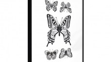Poster - Butterfly Collection IV, cu Ramă neagră, 40x60 cm