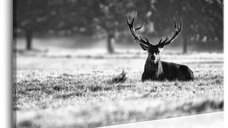 Tablou Canvas Lying Deer 120x80 cm de la Bimago