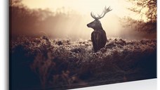 Tablou - Lurking Deer 120x80 cm
