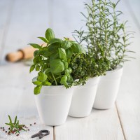 Ghiveci triplu alb fara farfurie Keter Ivy Herbs 2.5 L - 1
