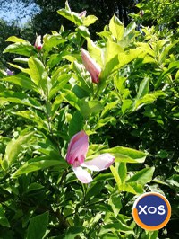 RECONCESIONEZ  pe termen nelimitat Loc Veci - 1