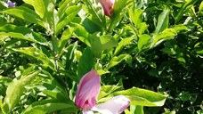 ++++ Se vinde Loc de Veci ++ Negociabil ++