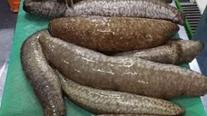 Castraveți de mare (castraveți de mare sau castraveți de mare)