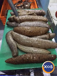 Castraveți de mare (castraveți de mare sau castraveți de mare) - 1