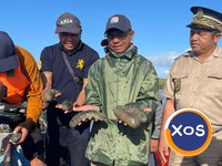 Castraveți de mare (castraveți de mare sau castraveți de mare) - 5