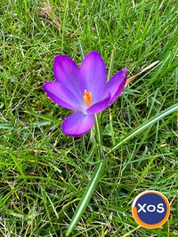 SE VINDE LOCUL DE VECI ÎN IAȘI. - 1