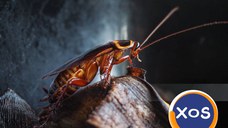 Servicii DDD Profesionale-DDD Biodera