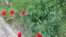 VÂND  LOC DE VECI. preț 9750 LEI / Ron.