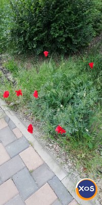 VÂND  LOC DE VECI. - 1