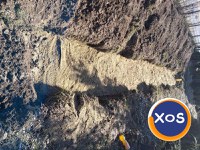 Zilier muncitor cu ziua bucuresti - 1